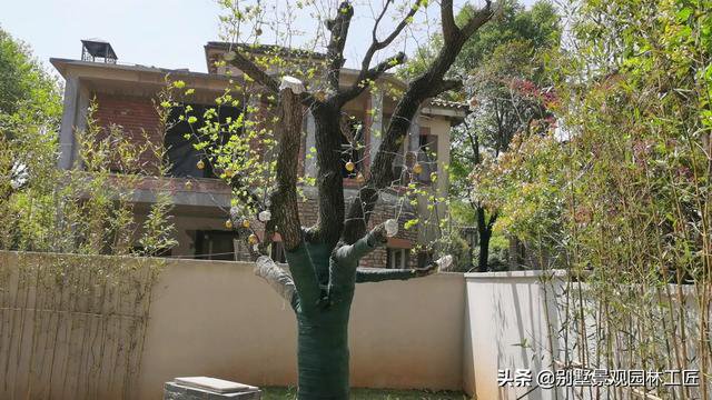 现代中式独栋别墅庭院花园 清爽 简洁 禅意 显豪宅品味